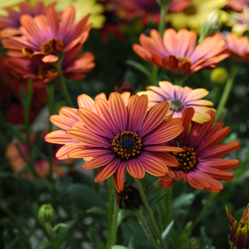 Osteospermum Astra™ 'Light Copper' (053895)