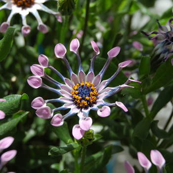 Osteospermum Astra™ 'Pink Spoon' (053897)