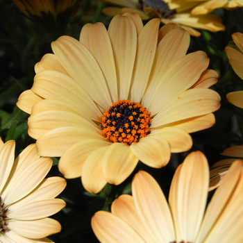 Osteospermum Astra™ 'Yellow Apricot' (053902)