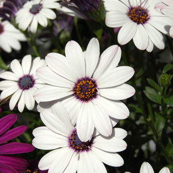 Osteospermum Astra™ 'White Improved' (053906)