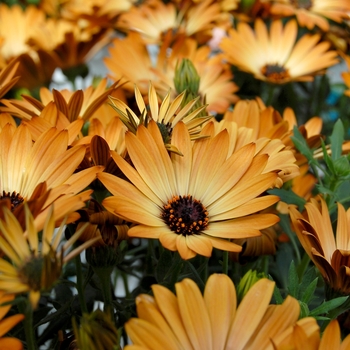 Osteospermum 'Sunadora® Marbella' (053910)