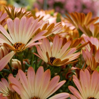 Osteospermum 'Sunadora® Palermo' (053913)