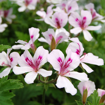 Pelargonium 'Bitter Lemon' (053916)