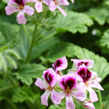 Pelargonium 'Lemon Fizz' (053917)