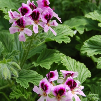 Pelargonium 'Lemon Fizz' (053918)