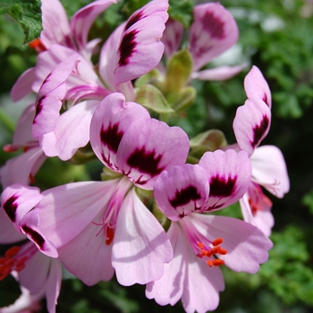 Pelargonium 'Lemon Fizz' (053919)