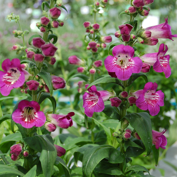 Penstemon Ice Cream 'Juicy Grape' (053922)