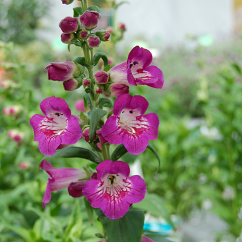 Penstemon Ice Cream 'Juicy Grape' (053923)