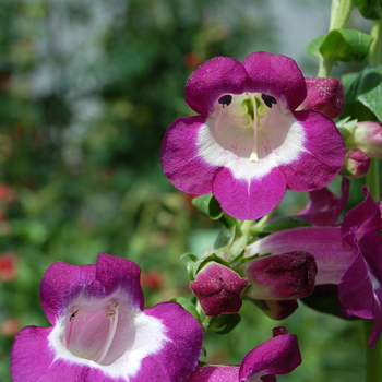 Penstemon Ice Cream 'Vanilla Plum' (053927)