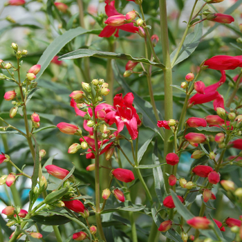 Penstemon schmidel 'Red Riding Hood' (053928)