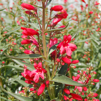 Penstemon schmidel 'Red Riding Hood' (053930)