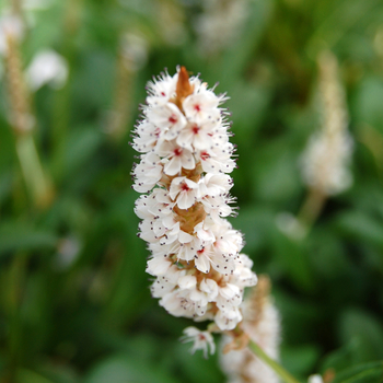 Persicaria affinis 'Darjeeling Red' (053934)