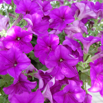 Petunia 'Glow™ Amethyst' (053936)