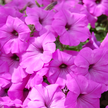 Petunia 'Glow™ Fluor Rose' (053940)