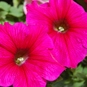 Petunia 'Glow™ Hot Pink' (053943)