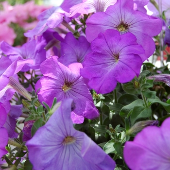 Petunia 'Glow™ Lavender Shades' (053946)