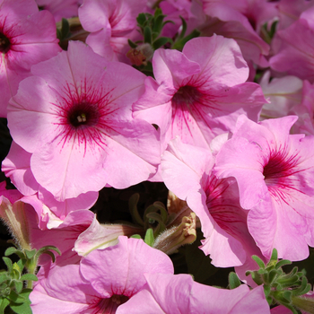 Petunia Glow™ 'Melon Rose' (053948)