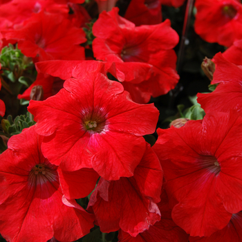 Petunia 'Glow™ Red' (053952)