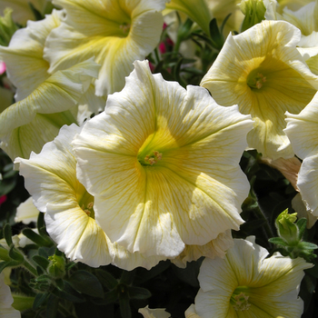 Petunia 'Glow™ Yellow' (053956)