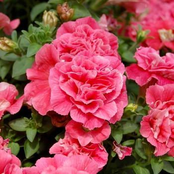 Petunia 'Happy Double Light Red' (053958)