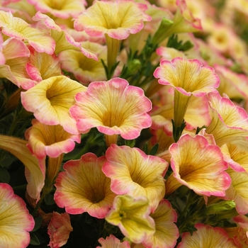 Petunia 'Happy Punch Banana' (053962)