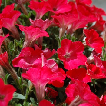 Petunia 'Happy Red Ice' (053968)