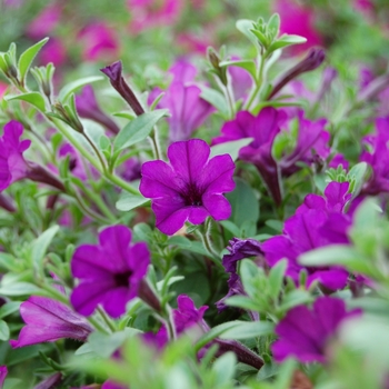 Petunia 'Mini-Me Blue' (053970)