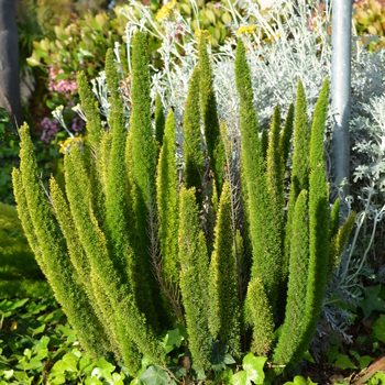 Asparagus densiflorus 'Myerii' (053987)