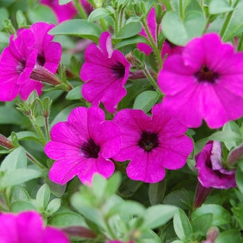 Petunia 'Mini-Me Purple' (053989)