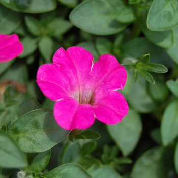 Petunia 'Mini-Me Rose' (053993)