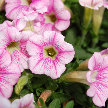 Petunia 'Mini-Me Soft Pink Vein' (053996)