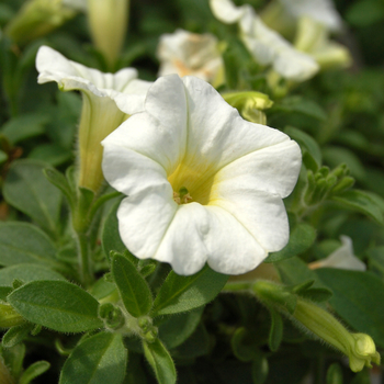 Petunia 'Mini-Me White' (054001)