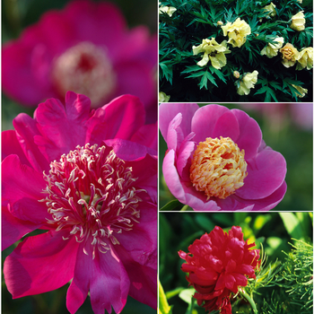 Paeonia 'Multiple Varieties' (054046)