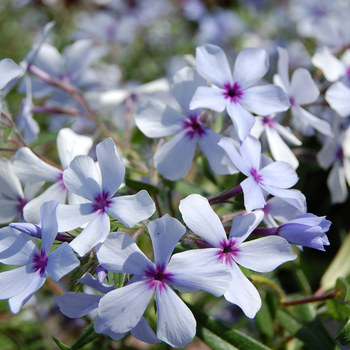 Phlox divaricata ssp. laphamii 'Chattahoochee' (054061)