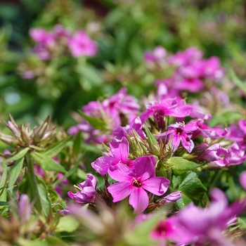 Phlox paniculata 'Early™ Start Velvet' (054079)