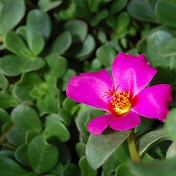 Portulaca 'WakeUp Dark Shocking Pink' (054082)