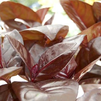 Pseuderanthemum atropurpureum 'Rubrum' (054086)