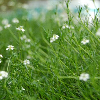 Sagina subulata 'Green Moss' (054091)