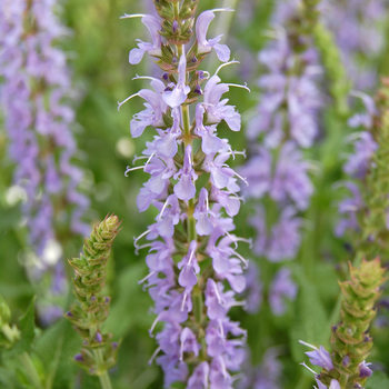 Salvia x sylvestris 'East Friesland (Ostfriesland)' (054094)