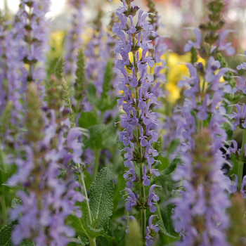 Salvia x sylvestris 'East Friesland (Ostfriesland)' (054095)