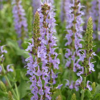 Salvia x sylvestris 'East Friesland (Ostfriesland)' (054096)