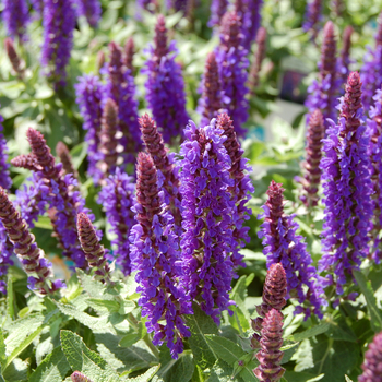 Salvia nemorosa Sensation™ 'Deep Blue' (054097)