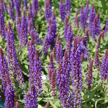 Salvia nemorosa Sensation™ 'Deep Blue' (054098)