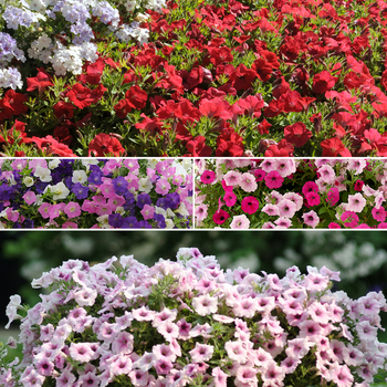 Petunia Shock Wave™ Series '' (054101)