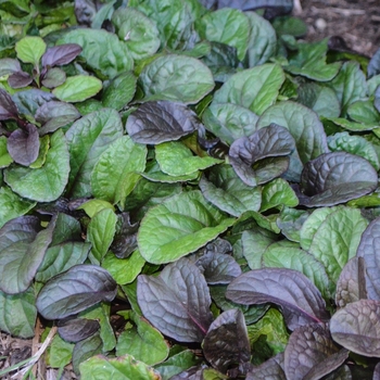 Ajuga reptans 'Catlin's Giant' (054132)