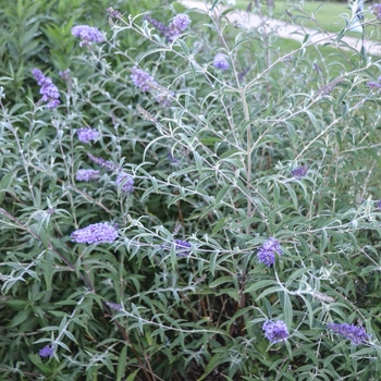 Buddleia davidii 'Nanho Purple' (054136)