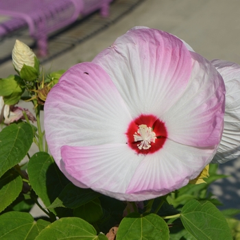 Ipomoea 'Celestial Mix' (054140)