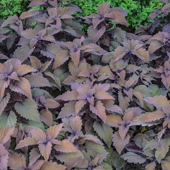 Coleus scutellarioides ColorBlaze® 'Velvet Mocha®' (054143)