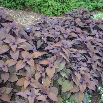 Coleus scutellarioides ColorBlaze® 'Velvet Mocha®' (054144)