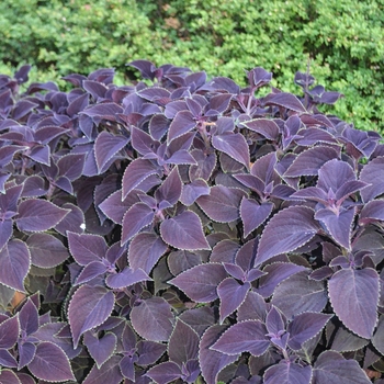 Coleus scutellarioides 'Vino' (054147)